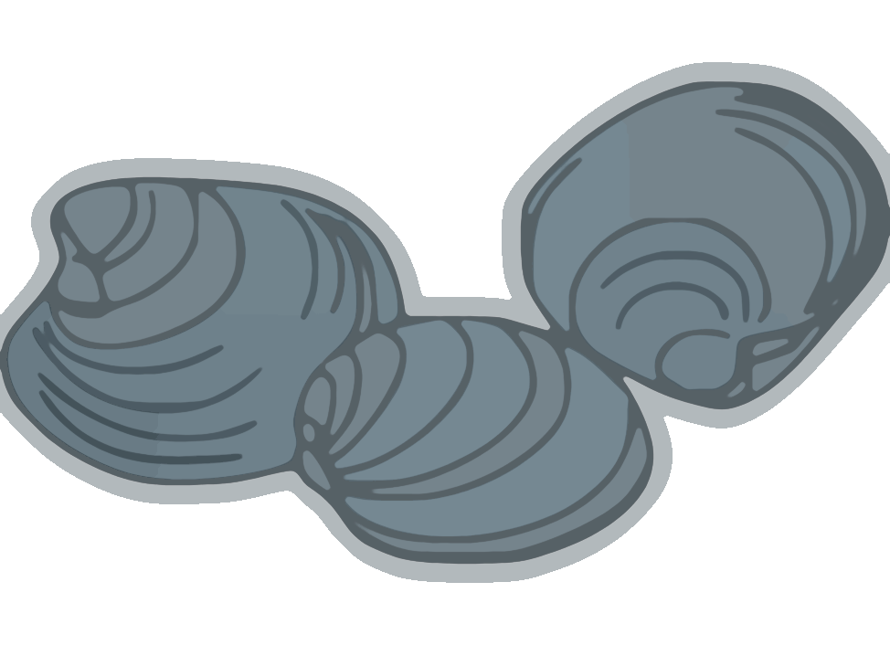 clams